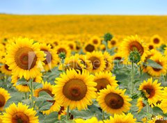 Fototapeta pltno 330 x 244, 43246841 - Beautiful sunflower field