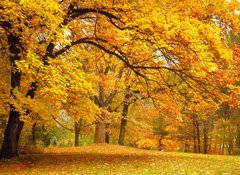 Fototapeta vliesov 100 x 73, 43414176 - Autumn / Gold Trees in a park