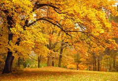 Samolepka flie 145 x 100  Autumn / Gold Trees in a park, 145 x 100 cm