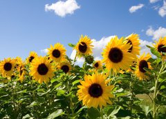Samolepka flie 200 x 144, 43441977 - Sonnenblumen