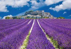 Fototapeta145 x 100  Lavande en Provence, village proven al en France, 145 x 100 cm