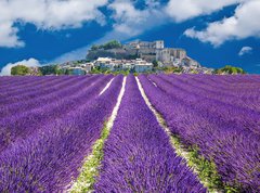 Fototapeta270 x 200  Lavande en Provence, village proven al en France, 270 x 200 cm