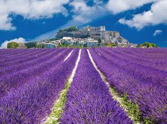 Fototapeta pltno 330 x 244, 43444999 - Lavande en Provence, village proven al en France