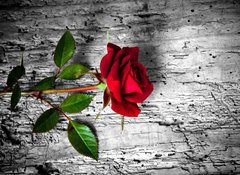 Samolepka flie 100 x 73, 43494940 - rosa rossa su fondo b/n