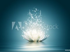 Fototapeta pltno 330 x 244, 43535323 - Lotus flower