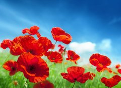 Samolepka flie 100 x 73, 43614207 - Poppy flowers on field