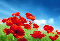 Samolepka flie 145 x 100, 43614207 - Poppy flowers on field