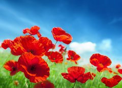 Samolepka flie 200 x 144, 43614207 - Poppy flowers on field