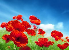 Fototapeta papr 254 x 184, 43614207 - Poppy flowers on field
