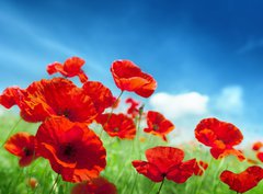 Fototapeta papr 360 x 266, 43614207 - Poppy flowers on field