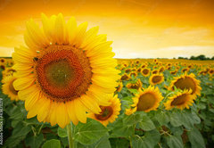 Samolepka fólie 145 x 100, 43673219 - Sunflower field - Slunečnicové pole