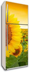 Samolepka na lednici fólie 80 x 200, 43673219 - Sunflower field - Slunečnicové pole