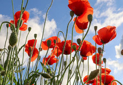 Samolepka flie 145 x 100, 437119946 - Red poppy flowers against the sky. Shallow depth of field - erven kvty mku proti obloze. Mal hloubka ostrosti