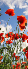 Samolepka na dvee flie 90 x 220, 437119946 - Red poppy flowers against the sky. Shallow depth of field - erven kvty mku proti obloze. Mal hloubka ostrosti