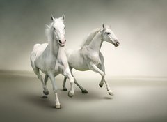 Samolepka flie 100 x 73, 43823423 - White horses - Bl kon