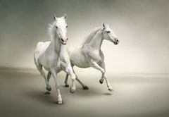 Samolepka flie 145 x 100, 43823423 - White horses