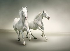 Fototapeta papr 160 x 116, 43823423 - White horses - Bl kon