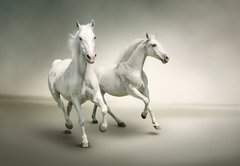 Fototapeta174 x 120  White horses, 174 x 120 cm