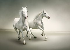 Fototapeta200 x 144  White horses, 200 x 144 cm