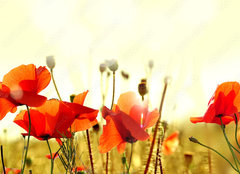 Fototapeta pltno 240 x 174, 43890892 - mak