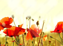 Fototapeta pltno 330 x 244, 43890892 - mak