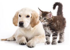 Fototapeta pltno 160 x 116, 43955871 - Cat and dog - Koka a pes