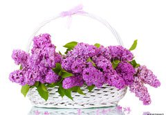 Fototapeta145 x 100  beautiful lilac flowers in basket isolated on white, 145 x 100 cm