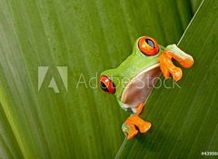 Samolepka flie 100 x 73, 43998822 - red eyed tree frog peeping - erven oi strom ba peeping