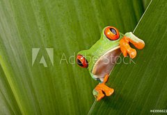 Samolepka flie 145 x 100, 43998822 - red eyed tree frog peeping