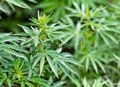 Fototapeta papr 254 x 184, 44012668 - marijuana