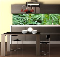 Fototapeta do kuchyně fólie 260 x 60, 44012668 - marijuana - marihuana
