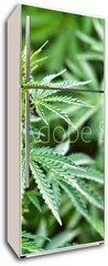 Samolepka na lednici fólie 80 x 200, 44012668 - marijuana - marihuana