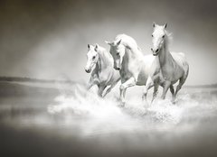 Fototapeta160 x 116  Herd of white horses running through water, 160 x 116 cm