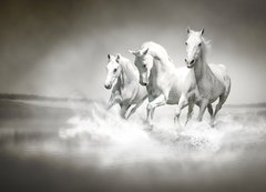 Samolepka fólie 200 x 144, 44040199 - Herd of white horses running through water - Stádo bílých koní protéká vodou
