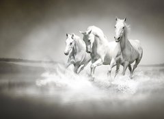 Fototapeta240 x 174  Herd of white horses running through water, 240 x 174 cm