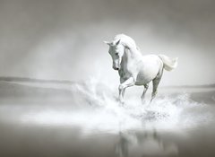 Samolepka flie 100 x 73  White horse running through water, 100 x 73 cm