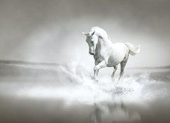 Fototapeta160 x 116  White horse running through water, 160 x 116 cm