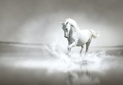 Fototapeta174 x 120  White horse running through water, 174 x 120 cm