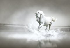 Fototapeta184 x 128  White horse running through water, 184 x 128 cm