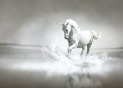 Samolepka flie 200 x 144  White horse running through water, 200 x 144 cm