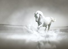 Fototapeta254 x 184  White horse running through water, 254 x 184 cm