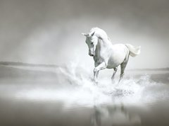 Samolepka flie 270 x 200  White horse running through water, 270 x 200 cm