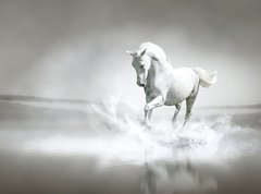Fototapeta330 x 244  White horse running through water, 330 x 244 cm