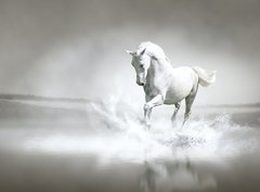 Fototapeta360 x 266  White horse running through water, 360 x 266 cm