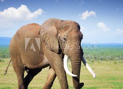 Samolepka flie 100 x 73, 44048170 - Elephant with large tusks - Slon s velkmi kly