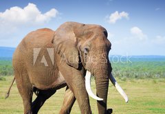 Fototapeta174 x 120  Elephant with large tusks, 174 x 120 cm