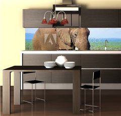 Fototapeta do kuchyn flie 260 x 60  Elephant with large tusks, 260 x 60 cm