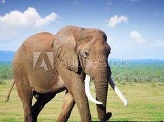 Samolepka flie 270 x 200  Elephant with large tusks, 270 x 200 cm