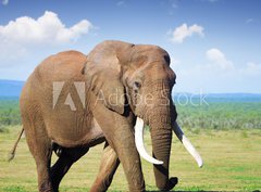 Fototapeta330 x 244  Elephant with large tusks, 330 x 244 cm