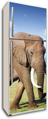 Samolepka na lednici flie 80 x 200  Elephant with large tusks, 80 x 200 cm
